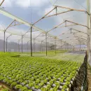 Agricultura hidropónica: ¿una técnica con futuro?