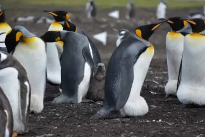Por contar pingüinos y ayudar a los turistas ofrecen US$ 2.166 en la Antártida.