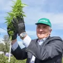 Jujuy: arrancó la cosecha de cannabis medicinal "más importante de Latinoamérica"