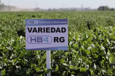 La soja tolerante a sequía fue aprobada en 2015 por Argentina y luego también por los países de mayor producción mundial de este cultivo