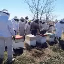 Celebrar la diversidad de las abejas y los sistemas apícolas