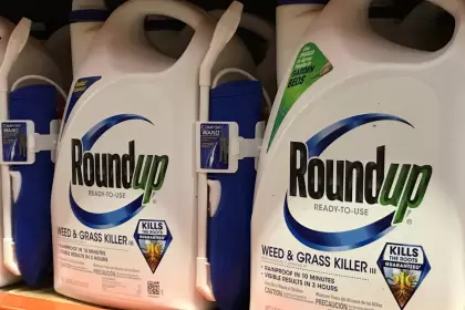 El herbicida Roundup de Monsanto.