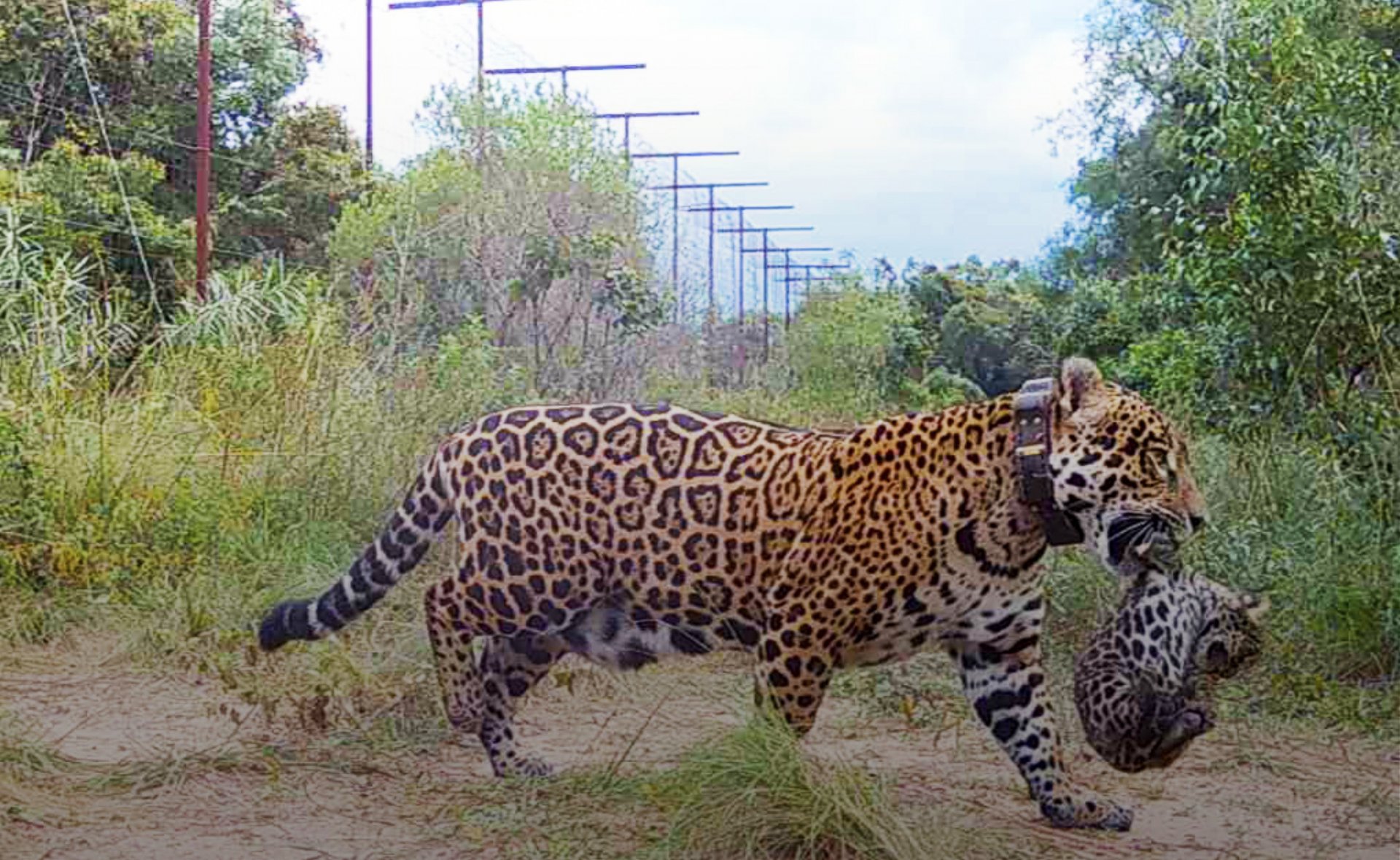 Con la reintroducción del yaguareté en Iberá, evidencian un impacto positivo en el ecosistema