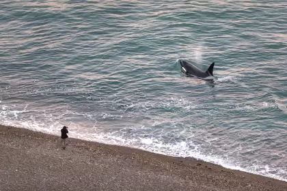 A 80 km de Puerto Pirámides en Chubut, Punta Norte es un importante apostadero de lobos marinos de un pelo y elefantes marinos
