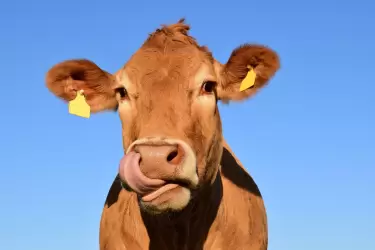 La FAO estima que la demanda mundial de carne aumentará 14% en la próxima década