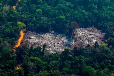 "Solo en la Amazonía, se deforestaron 111,6 hectáreas por hora, o 1,9 hectáreas por minuto, lo que equivale a cerca de 18 árboles por segundo".