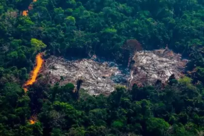 "Solo en la Amazona, se deforestaron 111,6 hectreas por hora, o 1,9 hectreas por minuto, lo que equivale a cerca de 18 rboles por segundo".