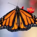 La mariposa monarca ingres a la lista de especies en peligro de extincin y aument la poblacin de tigres salvajes