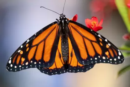 La mariposa monarca migratoria endmica de Amrica del Norte ha sido clasificada como una especie en peligro de extincin.