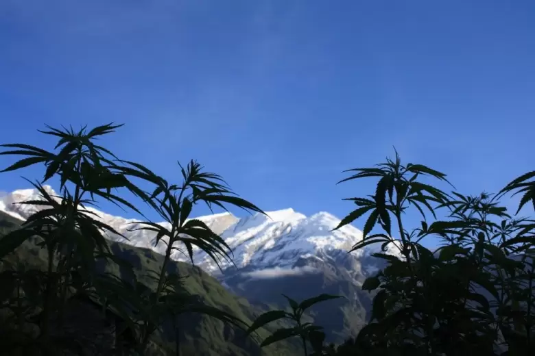 cannabis_plants_snow-e1499034089931