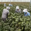 La ONG "Mamá cultiva" recibió tierras en Puerto Madryn para la producción de cannabis medicinal