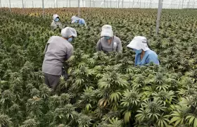 A partir de las próximas semanas, la ONG 'Mamá Cultiva' podrá desarrollar el cultivo de cannabis medicinal en el terreno.