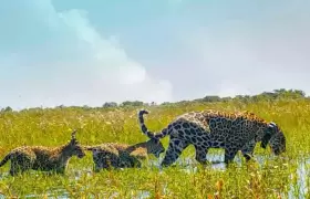 "La población de jaguares en el Parque Iberá de Argentina ha crecido a 12 individuos"