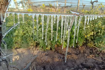 En los últimos días, una helada tardía proveniente del Pacífico destruyó parte de la producción de las economías cordilleranas