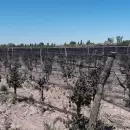 Grave: 140 millones de hectáreas en Argentina en sequía extrema y 7 millones ya fueron destruidas