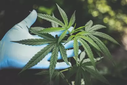 Desde hace miles de años, se ha podido hallar numerosos reportes que refieren la utilización del cannabis como una opción terapéutica