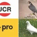 ¿PRO vs UCR o halcones vs palomas?