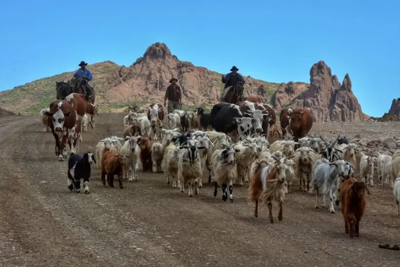 El pastoreo trashumante, una práctica ganadera ancestral que se mantiene en pocos lugares del mundo, sigue viva en el norte neuquino.