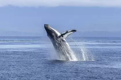 Las ballenas son guardianas de los océanos y de la vida misma