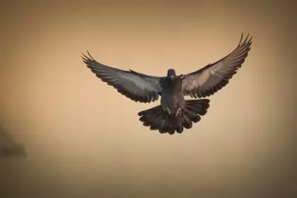 Palomas y halcones se diferencian en un punto particular de las categorias biológicas: el orden.