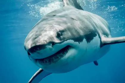 Steven Spielberg pide perdón a los tiburones y teme una venganza mortal