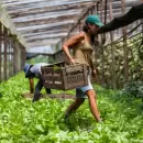 Es oficial: lanzan bono extraordinario de $ 50.000 para trabajadores rurales