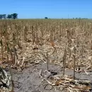 Desastre agropecuario en Santa Fe: dan por perdida la cosecha de maíz
