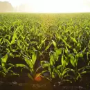 Las últimas lluvias aliviaron al campo e impulsarán la finalización de la siembra de soja y maíz