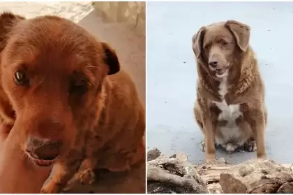 Bobi, el perro más longevo del mundo, rompe el récord de 30 años en Portugal