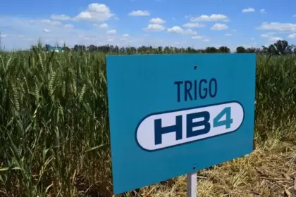 Histórico: Brasil aprobó de forma definitiva el trigo HB4 de Bioceres