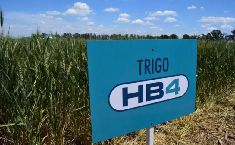 Trigo HB4 Bioceres