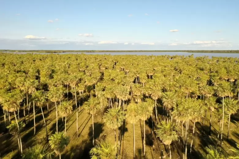 El proyecto del Parque Nacional Laguna El Palmar, que tiene media sanción del Senado, implica dotar de la máxima protección a 5.600 hectáreas de humedales y más de 120 especies