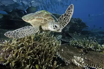 Grupos conservacionistas celebran un acuerdo histórico para proteger la vida marina