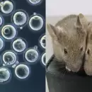 Hallazgo: crean ratones con dos padres después de producir óvulos a partir de células masculinas