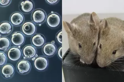 Científicos crean ratones con dos padres
