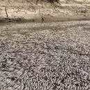 Millones de peces muertos bloquean un río australiano en Nueva Gales del Sur