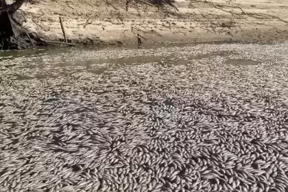 El Gobierno de la regin de Nueva Gales del Sur dijo ayer que "millones" de peces murieron en el ro Darling
