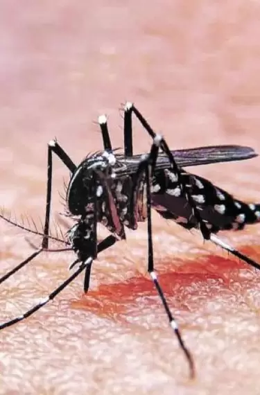 Los expertos afirman que los casos de dengue se multiplicaron por ms de ocho desde el ao 2000.