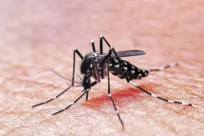 Los expertos afirman que los casos de dengue se multiplicaron por ms de ocho desde el ao 2000.