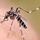 Cul es el sntoma caracterstico del dengue?