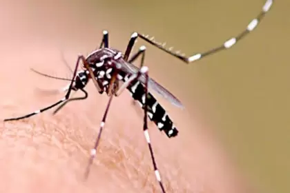 La Anmat aprobó el uso de una vacuna contra el dengue para mayores de 4 años