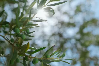 Hallazgo: el aceite de oliva ayuda a curar enfermedades gástricas
