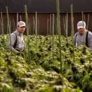 Cannabis en Argentina: entre el pato y el relato