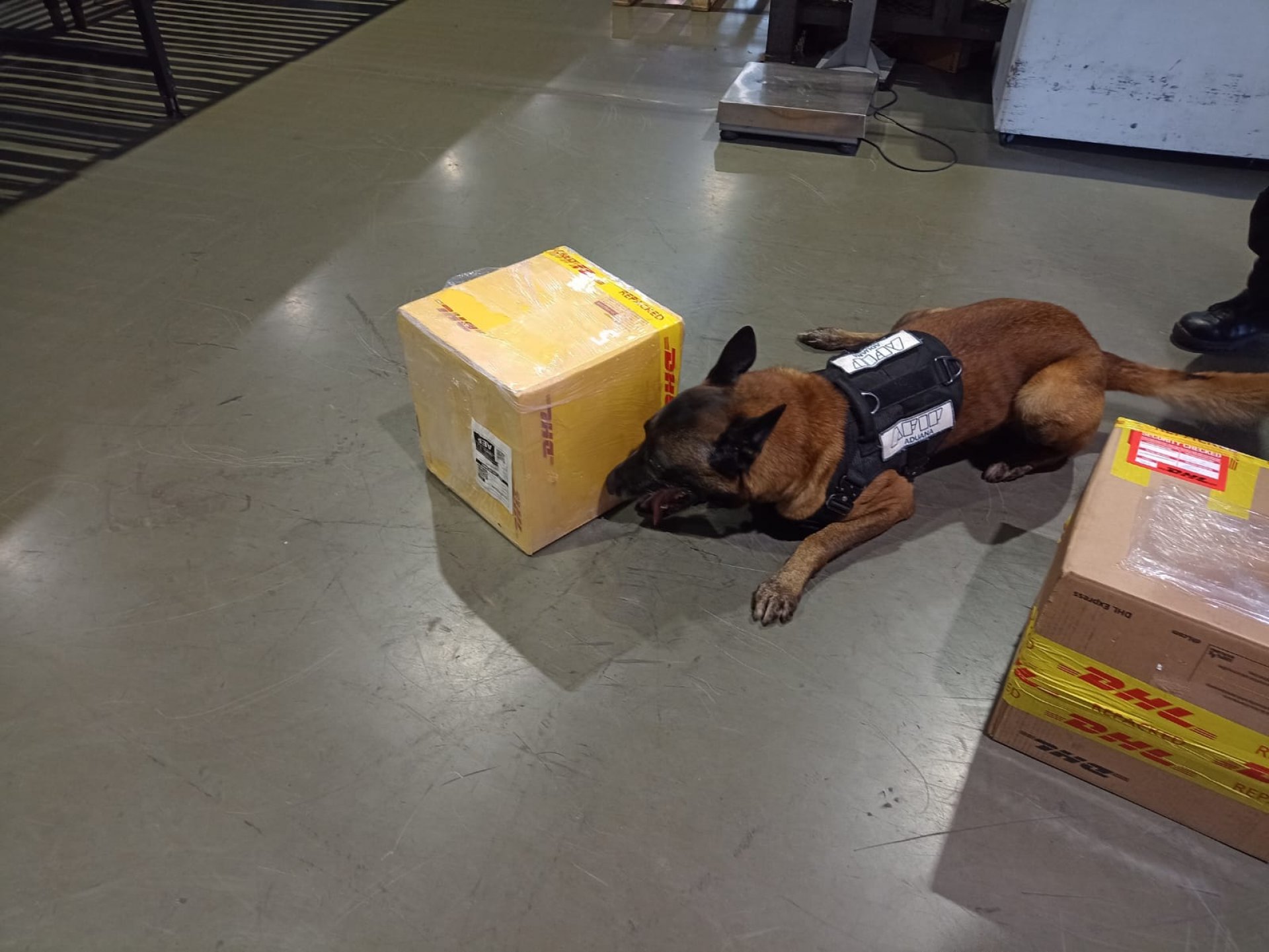 La Aduana secuestró cocaína líquida que iba rumbo a Nueva Zelanda en una encomienda: la detectó un perro