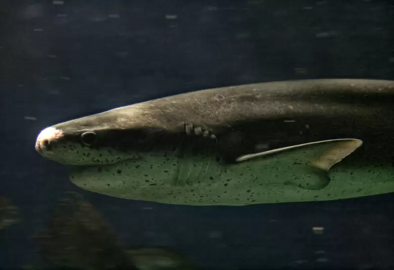 el tiburon vaca de hocico corto, gatopardo o tiburon moteado (notorynchus cepedianus)