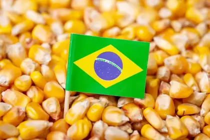 Brasil retomará la compra de maíz