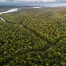 Cae la deforestacin en la Amazona