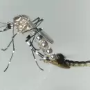 El dengue se propagar esta dcada en el sur de Europa, EEUU y frica, anunci la OMS