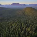 Estudio recomienda restaurar bosques