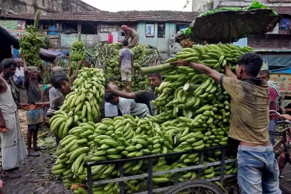 Rusia remplaza las bananas ecuatorianas por las indias